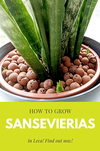 Hoe groei je Sansevierias in Leca?
