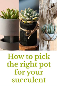 Hoe kies je de juiste pot voor je vetplant?