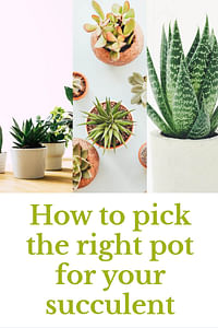 How to pick the right pot for your succulent
