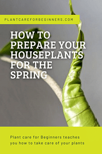 How to prepare your houseplants for the Spring