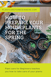 Hoe maak je je kamerplanten klaar voor de lente?