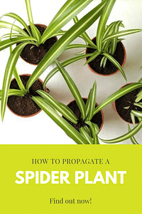 How to propagate a spider plant
