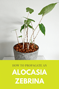 Hoe stek je een Alocasia Zebrina?
