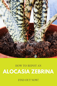 How to repot an Alocasia Zebrina