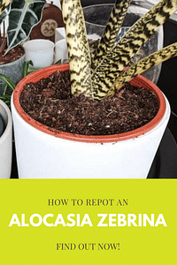 How to repot an Alocasia Zebrina