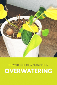 How to rescue a plant from overwatering