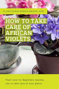 How to take care of African Violets