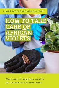 How to take care of African Violets