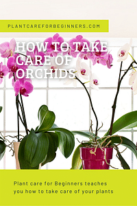 How to take care of Orchids