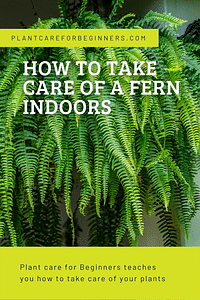 How to take care of a Fern indoors