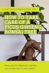 How to take care of a Ficus Ginseng Bonsai Tree