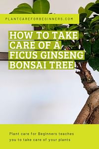 How to take care of a Ficus Ginseng Bonsai Tree