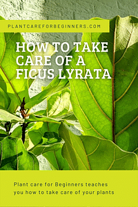 How to take care of a Ficus Lyrata