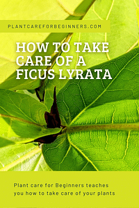 Hoe verzorg je een Ficus Lyrata?