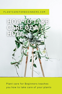 How to take care of a Hoya