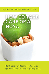 Hoe verzorg je een Hoya?