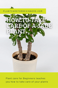 Hoe verzorg je een Crassula Ovata (Jadeplant)?