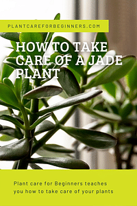 How to take care of a Jade Plant