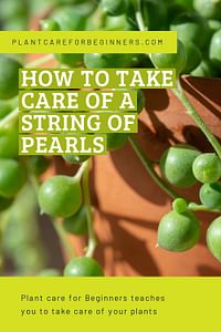 How to take care of a String of Pearls