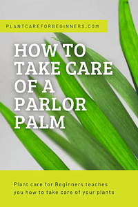 How to take care of a Parlor Palm