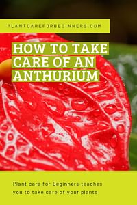 How to take care of an Anthurium