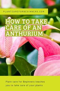 How to take care of an Anthurium