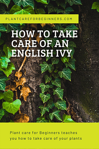 How to take care of an English Ivy