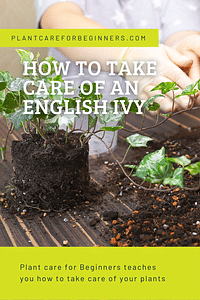 How to take care of an English Ivy