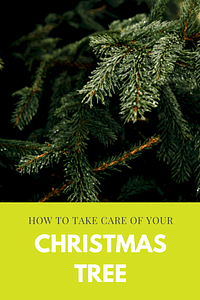 Hoe zorg je voor je kerstboom?