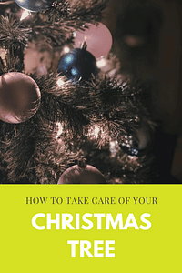 How to take care of your Christmas tree