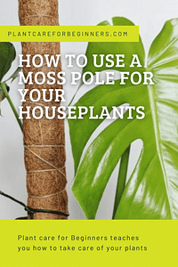 Hoe gebruik je een mosstok voor je kamerplanten?