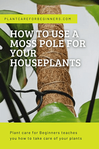 Hoe gebruik je een mosstok voor je kamerplanten?