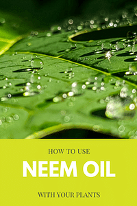 Hoe gebruik je Neem Olie bij planten