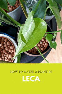Hoe geef je een plant in Leca water?
