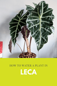 Hoe geef je een plant in Leca water?