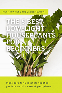 The 5 best low-light houseplants for beginners