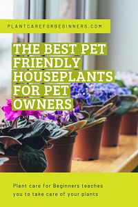 The best pet friendly houseplants for pet owners