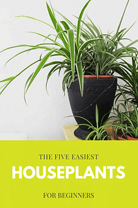 De vijf gemakkelijkste kamerplanten voor beginners