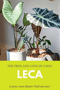 De voor- en nadelen van het kweken van jouw plant in Leca