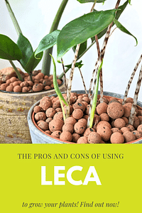 The pros and cons of using Leca to grow your plants