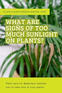 What are signs of too much sunlight on plants?