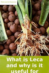 Wat is Leca en waarom is het nuttig voor planten?