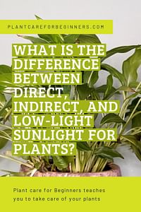 What is the difference between direct, indirect, and low-light sunlight for plants?