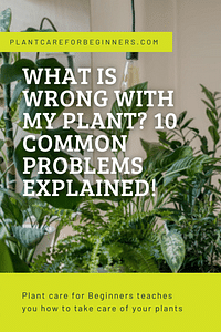 What is wrong with my plant? 10 common problems explained!