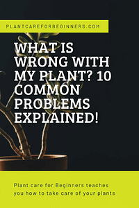 What is wrong with my plant? 10 common problems explained!