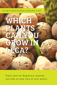 Which plants can you grow in Leca?