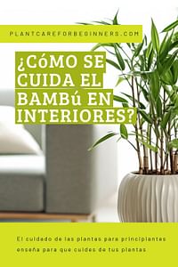 ¿Cómo se cuida el bambú en interiores?