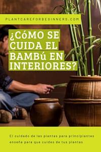 ¿Cómo se cuida el bambú en interiores?