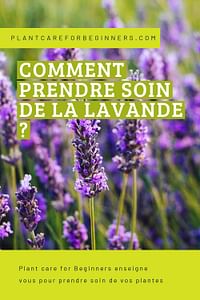 Comment prendre soin de la lavande