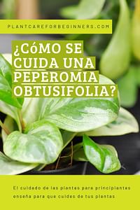 ¿Cómo se cuida una Peperomia obtusifolia?